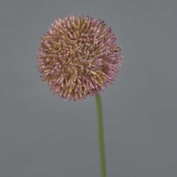 Allium artificial NATASHA, morado, 65cm, Ø10cm