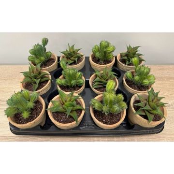 Arreglo floral artificial de suculentas GLAVEN en maceta de terracota, 12 unidades, verde