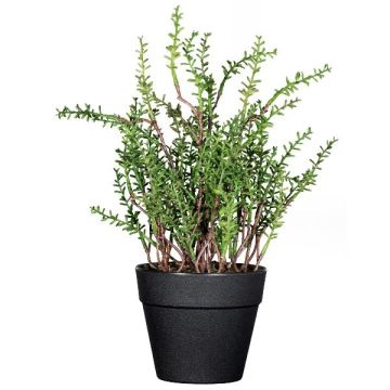 Hierba decorativa tomillo DURNAS en maceta decorativa, verde, 24 cm