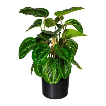 Planta artificial Calathea Medallón STRAHN, verde, 45 cm