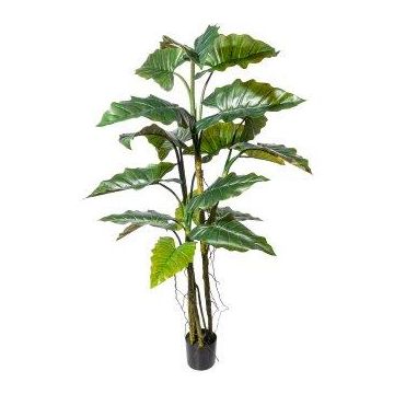 Planta artificial Colocasia KLARHEN, raíces, tronco artificial, verde, 180 cm Planta artificial Colocasia KLARHEN, raíces, tronco artificial, verde, 180 cm