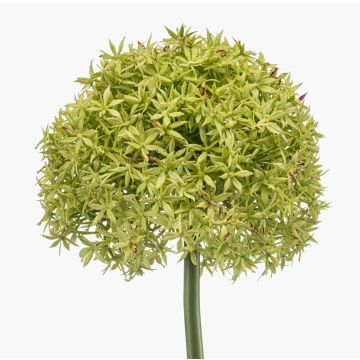 Allium artificial PRAXEN, verde, 90 cm Allium artificial PRAXEN, verde, 90 cm