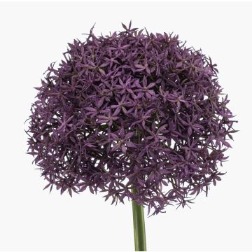 Allium artificial PRAXEN, lila oscuro, 90 cm