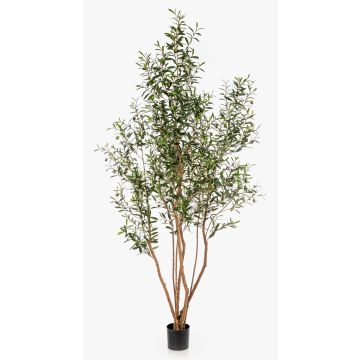 Olivo artificial JALO con frutos, tronco real, verde, 220 cm