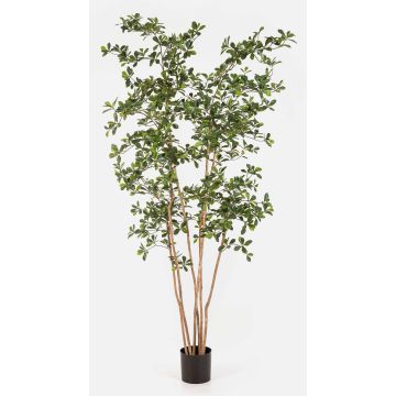 Árbol artificial Bucida Buceras LEANDRI, tronco natural, verde, 210cm Árbol artificial Bucida Buceras LEANDRI, tronco natural, verde, 210cm
