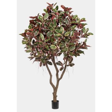 Planta artificial ficus elastica THIM, tronco artificial, rojo-blanco-verde, 295 cm