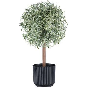Planta decorativa romero de tallo alto WINDAR, congelada, maceta decorativa, verde-blanco, 26 cm