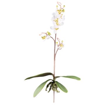 Orquídea artificial Phalaenopsis MALZA, varilla, raíces, crema, 55cm Orquídea artificial Phalaenopsis MALZA, varilla, raíces, crema, 55cm