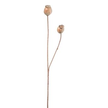 Rama decorativa con cápsulas de amapola ORIONLA, marrón claro, 65 cm