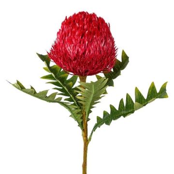 Flor decorativa Banksia serrata PONGER, rojo burdeos, 70 cm