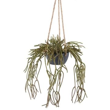 Maceta decorativa Rhipsalis pilocarpa VEXORY, maceta decorativa, colgante, verde, 80 cm