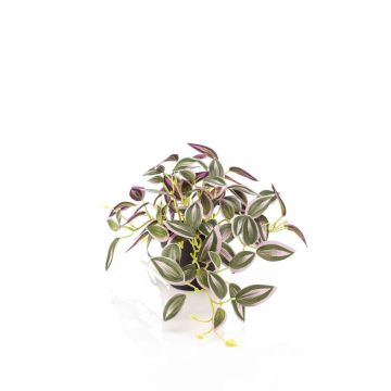 Planta artificial Tradescantia zebrina DIHALLU en maceta decorativa, verde-lila, 19 cm