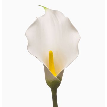 Calla artificial KIVARP, blanca, 85 cm