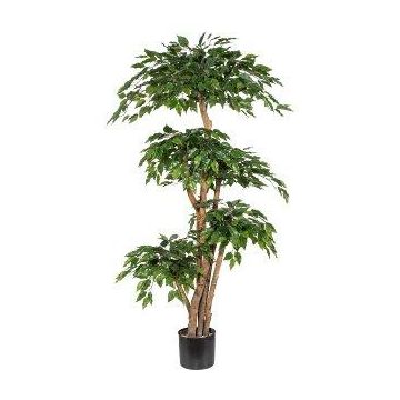 Árbol artificial ficus benjamina WALNUTA, troncos naturales, 170 cm