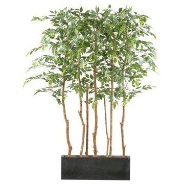 Árbol artificial Ficus Benjamini separador de ambientes ALSEE en caja de madera, troncos naturales, 120x60x160cm Árbol artificial Ficus Benjamini separador de ambientes ALSEE en caja de madera, troncos naturales, 120x60x160cm