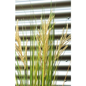 Cañizo chino artificial WASDIN con panículas, verde-beige, 125 cm Cañizo chino artificial WASDIN con panículas, verde-beige, 125 cm
