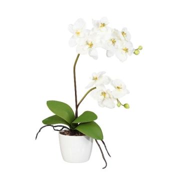 Flor decorativa Phalaenopsis MORLEK, maceta de cerámica, raíces, crema, 60 cm