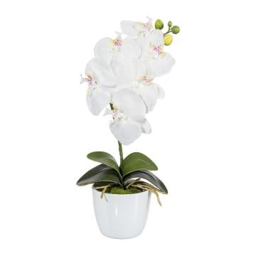 Flor decorativa Phalaenopsis DRINTOR, maceta de cerámica, raíces, blanca, 40 cm