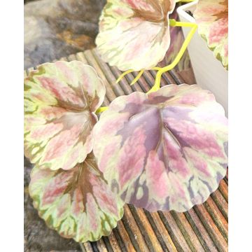 Planta artificial coleo WOLINDA, maceta decorativa, colgante, verde-rosa, 16 cm