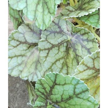 Planta artificial WOLINDA, maceta decorativa, colgante, verde, 16 cm