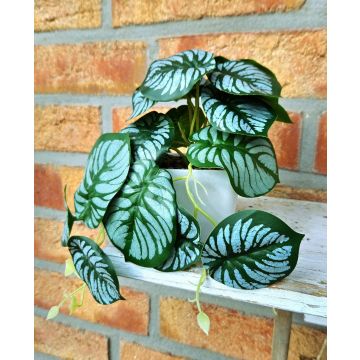 Planta artificial Calathea Orbifolia SOLINDA, maceta decorativa, colgante, 17 cm