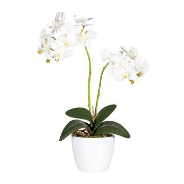 Flor decorativa Phalaenopsis FRUXO, maceta de cerámica, raíces, blanca, 50cm