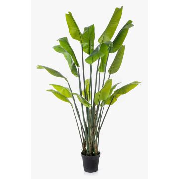 Planta artificial Strelitzia OMBRA, verde, 200 cm Planta artificial Strelitzia OMBRA, verde, 200 cm