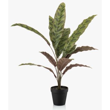 Planta artificial Calathea Makoyana WIDO en maceta decorativa, verde-burdeos, 60 cm