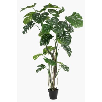 Planta artificial Philodendron monstera deliciosa TANIESO, tronco artificial, raíces aéreas, 210 cm Planta artificial Philodendron monstera deliciosa TANIESO, tronco artificial, raíces aéreas, 210 cm