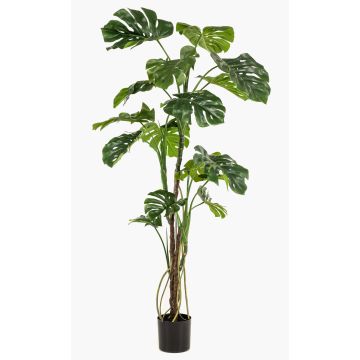 Planta artificial Philodendron monstera deliciosa TANIESO, tronco artificial, raíces aéreas, 180 cm