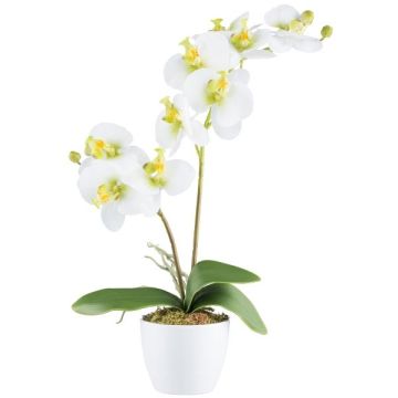 Orquídea Phalaenopsis artificial KRUZBER, maceta de cerámica, raíces, blanco-verde, 55 cm
