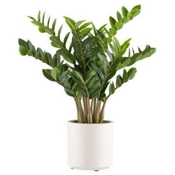 Planta artificial Zamioculcas BROLKE, maceta decorativa, 80 cm