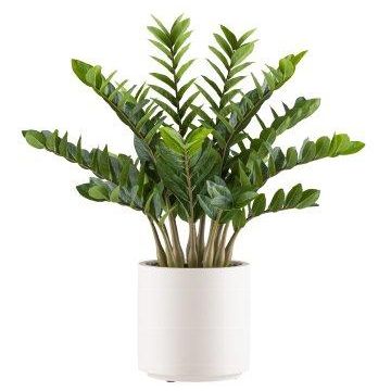 Planta artificial Zamioculcas BROLKE, maceta decorativa, 85 cm