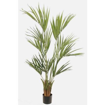 Palmera kentia artificial PAIGE, 155cm Palmera kentia artificial PAIGE, 155cm
