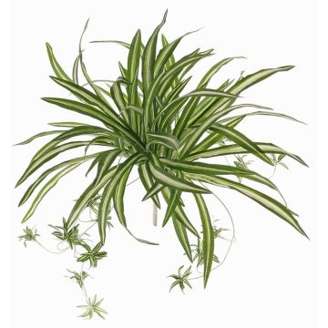 Lirio verde artificial DEMIAN en varilla de ajuste, verde-blanco, 50cm Lirio verde artificial DEMIAN en varilla de ajuste, verde-blanco, 50cm