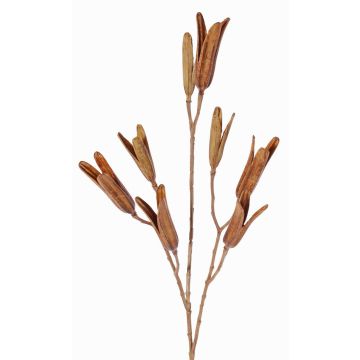 Rama de lirio artificial ELFIDA, marrón, 80cm, Ø2-3cm Rama de lirio artificial ELFIDA, marrón, 80cm, Ø2-3cm