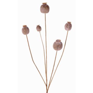 Cápsula de amapola artificial FILOMELA, marrón claro, 75cm, Ø2-3,5cm Cápsula de amapola artificial FILOMELA, marrón claro, 75cm, Ø2-3,5cm