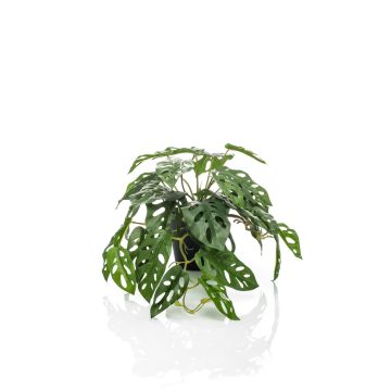 Filodendro decorativo Monstera Deliciosa TREVYN, 55cm Filodendro decorativo Monstera Deliciosa TREVYN, 55cm