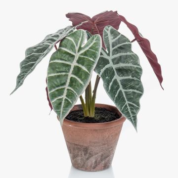 Alocasia Sanderiana artificial GARCIA, maceta de terracota, verde-blanco, 30cm Alocasia Sanderiana artificial GARCIA, maceta de terracota, verde-blanco, 30cm