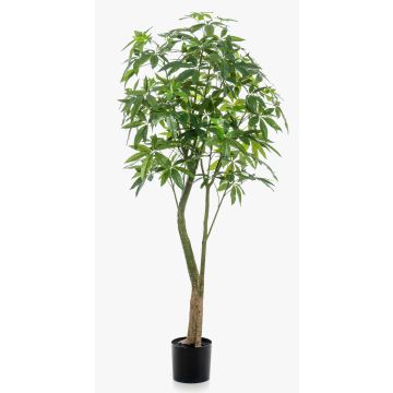 Pachira artificial HARUKI, troncos artificiales, 180cm Pachira artificial HARUKI, troncos artificiales, 180cm