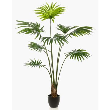 Palmera artificial de livistona rotundifolia FAVIOLA en maceta decorativa, 160cm Palmera artificial de livistona rotundifolia FAVIOLA en maceta decorativa, 160cm