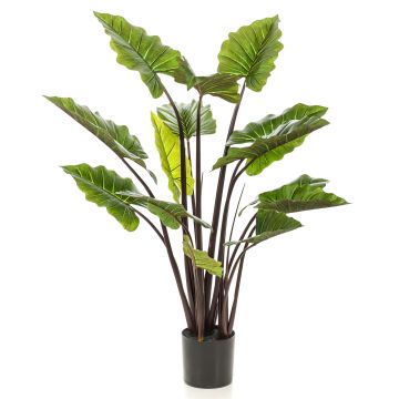 Alocasia odora artificial KANAYE, verde, 130cm