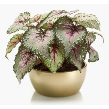 Begonia rex artificial KATRICE en cuenco de cerámica dorada, verde-violeta, 25cm