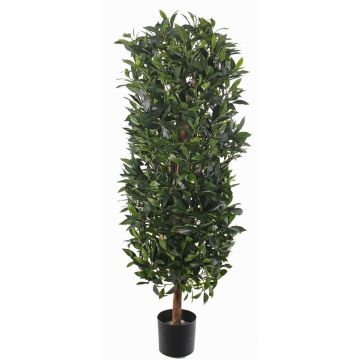 Columna de laurel artificial UNUK, tronco real, 175cm Columna de laurel artificial UNUK, tronco real, 175cm