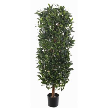 Columna de laurel artificial UNUK, tronco real, 140cm Columna de laurel artificial UNUK, tronco real, 140cm