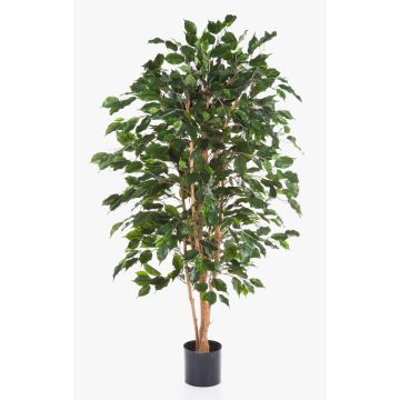 Ficus Benjamina artificial THIAGO, troncos naturales, difícilmente inflamable, verde, 150cm