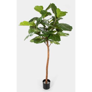 Ficus Lyrata artificial ADERITO, tronco real, verde, 170cm