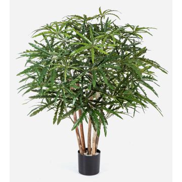Aralia artificial MAKASIM, troncos reales, verde, 85cm