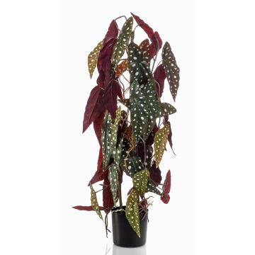 Begonia maculata textil MICHIKO, verde-blanco, 75cm