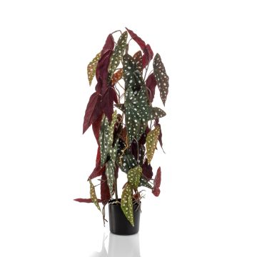 Begonia maculata textil MICHIKO, verde-blanco, 75cm